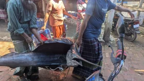 জেলের জালে ৪৬ কেজির পাখি মাছ