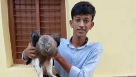 চট্টগ্রামে বিপন্ন প্রজাতির ঈগল উদ্ধার