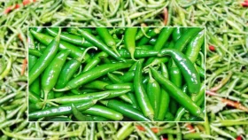 ভারত থেকে ৬৩৯ টন কাঁচামরিচ আমদানি