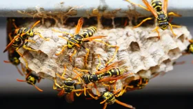 ভিমরুল কামড়ালে যেসব পদক্ষেপ নিতে পারেন