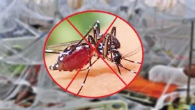 ২৪ ঘণ্টায় ডেঙ্গুতে আরও ২ মৃত্যু, হাসপাতালে ভর্তি ৩৯৩