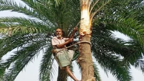 কলারোয়ায় খেজুর গাছ পরিচর্যায় ব্যস্ত গাছীরা