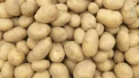 বেনাপোল দিয়ে ট্রেনে এল ৪৬৮ টন আলু 