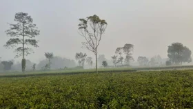 পঞ্চগড়ে কাটল শৈত্যপ্রবাহ, স্বস্তি ফিরেছে কর্মচাঞ্চল্যে