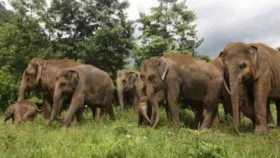 চকরিয়ায় বন্য হাতির আক্রমণে কৃষকের মৃত্যু