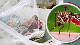 ডেঙ্গু আক্রান্ত হয়ে হাসপাতালে ভর্তি আরও ৪২৯
