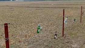 যে কারণে সীমান্তে কাচের বোতল ঝুলিয়েছে বিএসএফ