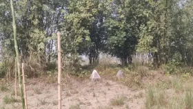 জয়পুরহাট সীমান্তে পিছু হটল বিএসএফ