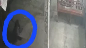 কান কামড়ে নিল শিয়াল, আহত ৯