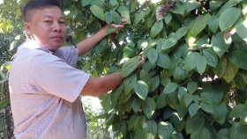 টেকনাফের চাকমা পল্লীতে ‘গোলমরিচ’ চাষ