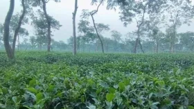 সর্বনিম্ন তাপমাত্রায় কাঁপছে শ্রীমঙ্গল