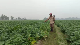 উৎসাহী হয়ে আলু চাষ, দাম নিয়ে দুশ্চিন্তায় কৃষক