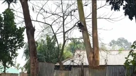 কুড়িগ্রাম সীমান্ত থেকে সিসিটিভি ক্যামেরা সরাল বিএসএফ