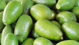 রোজার আগেই লেবুর হালি ১২০ টাকা!