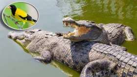 জলবায়ু পরিবর্তনে হুমকির মুখে বন্যপ্রাণী ও পাখি