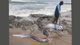 সমুদ্রের তলদেশ থেকে উঠে এল অদ্ভুত প্রাণী! 