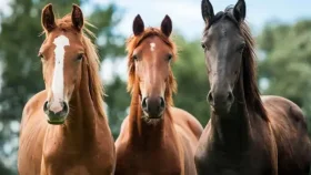 ঘোড়ার গোশত খাওয়া নিয়ে হাদিস যা বলে