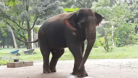 মিরপুর চিড়িয়াখানায় খাঁচায় বন্দি থাকবে না কোন প্রাণী