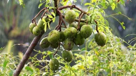 দেশে ৮০ শতাংশ আমড়ার যোগান দিচ্ছে বরিশাল