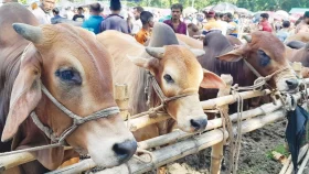 এবার পশু সংকটের পাশাপাশি বাড়তি থাকবে দামও