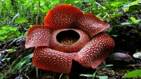 রাফ্লেশিয়া: পৃথিবীর সবচেয়ে বড় ও রহস্যময় ফুল