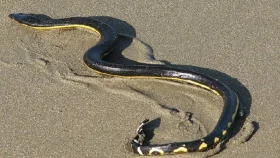 ফের ‘ইয়েলো বেলিড সি’ সাপের দেখা মিললো সৈকতে