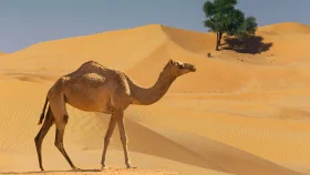 কোরবানির পশু কেমন হওয়া উচিত