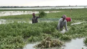 তিস্তার পানিতে ভেসে গেছে কৃষকের স্বপ্ন