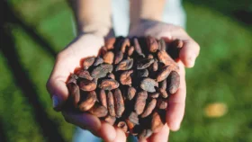 জানা গেলো চকলেটের দাম বাড়ার কারণ