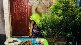 পাট ক্ষেতে গাঁজা চাষ, নারী আটক