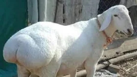 নিজে নাকি হুজুরকে দিয়ে কোরবানি দেওয়া উত্তম?