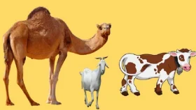 যে ভুলে কবুল হবে না কোরবানি