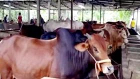 লক্ষ্মীপুরে চাহিদার চেয়ে  মজুত বেশি কোরবানির পশু, দাম নিয়ে শঙ্কিত খামারিরা 