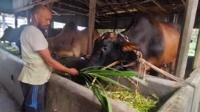 মামা-ভাগ্নের নাম অস্থির-শুক্কুরি