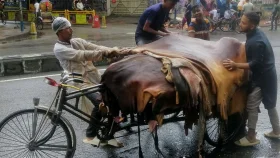 কোরবানির পশুর চামড়ার ভালো দাম পাবেন যেভাবে