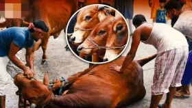 কোরবানির সময় কতদিন