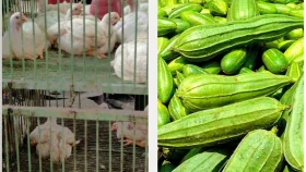 চাহিদা কম, তবু চড়া মাংস-সবজির দাম