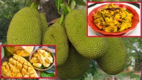 কাঁঠাল খেলে কমবে ক্যানসারের ঝুঁকি