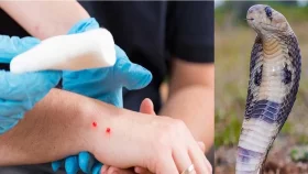 পাবনায় সাপের ছোবলে সাপুড়ের মৃত্যু