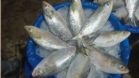 ইলিশের মূল্য নির্ধারণের প্রস্তাব, প্রধান উপদেষ্টার অনুমোদন