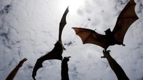 কতটা ভয়ঙ্কর লিসাভাইরাস?