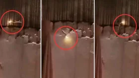 টিকটিকির লেজ থেকে বের হচ্ছে ‘রহস্যময় আগুন’