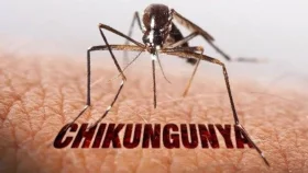 ফিরছে চিকুনগুনিয়া, বিশ্ব স্বাস্থ্য সংস্থার সতর্কতা