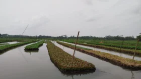 পিরোজপুরে ভাসমান সবজি চাষে সাফল্য, পেয়েছে বিশ্ব স্বীকৃতি