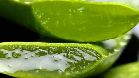 চুলে অ্যালোভেরা ব্যবহার করেন? জেনে নিন কী হয়