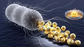 ব্যাকটেরিয়ার ত্যাগ করা মলই খাঁটি সোনা!