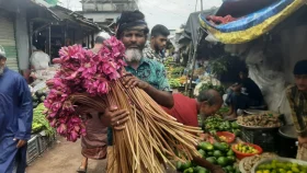 শাপলাই যখন জীবিকার একমাত্র অবলম্বন