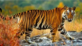 বিশ্ব বাঘ দিবস আজ