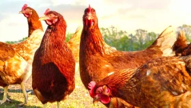 বিসমিল্লাহ না বলে পশু-পাখি জবাই করে মাংস খাওয়া যাবে কী