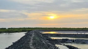 প্যারাবন উজাড় করে তৈরি হচ্ছে চিংড়ি ঘের